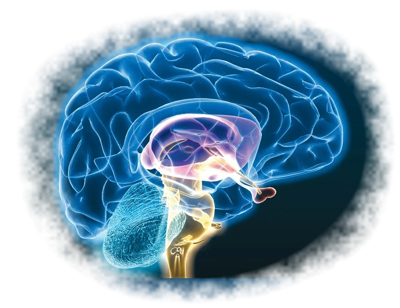 Neurozentriertes Training