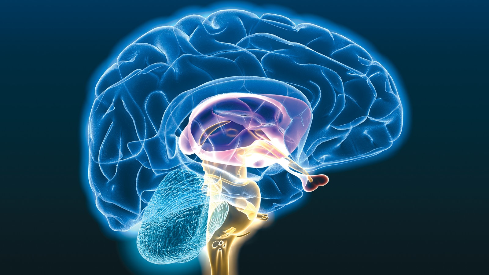 Neurozentriertes Training